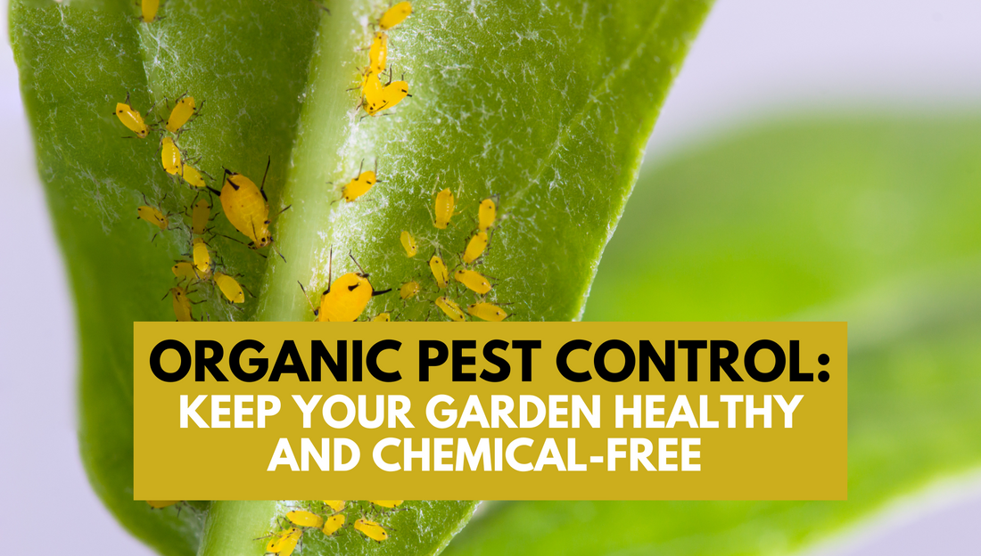 Organic Pest Control: Keep Your Garden Healthy and Chemical-Free