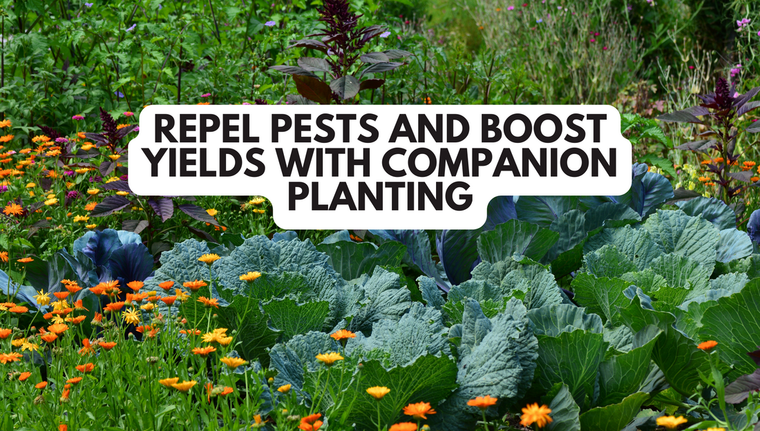 Repel Pests and Boost Yields with Companion Planting