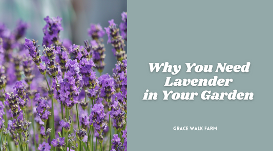 Why You Need Lavender in Your Garden