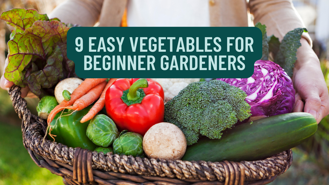 9 Easy Vegetables for Beginner Gardeners