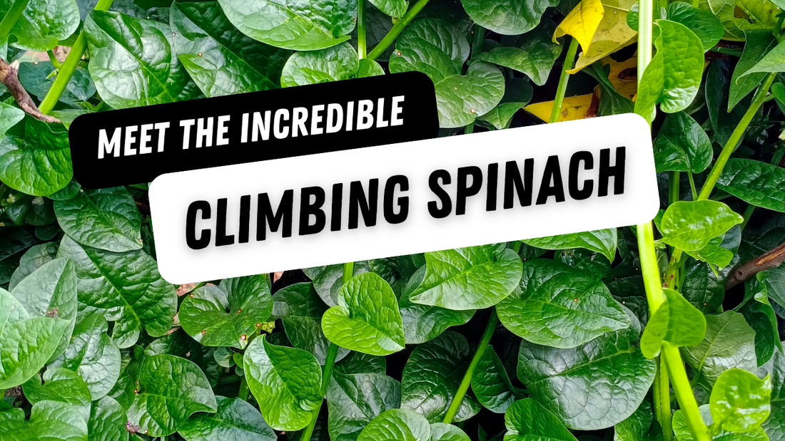 Malabar Spinach - The Incredible Climbing Spinach