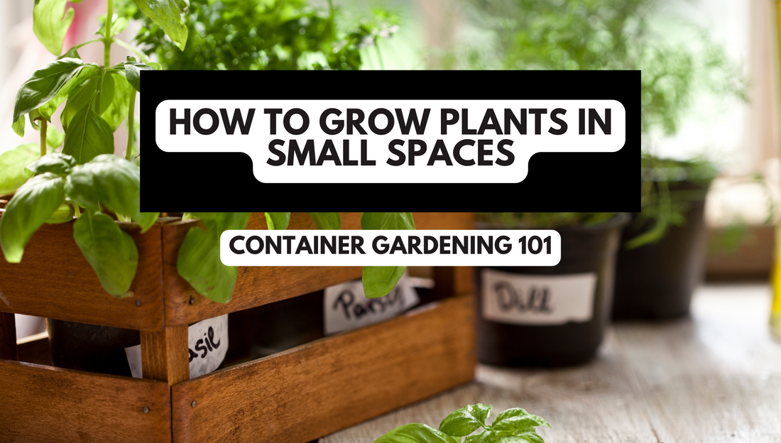 Container Gardening 101: How to Grow Plants in Small Spaces (Even If You Live in an Apartment)