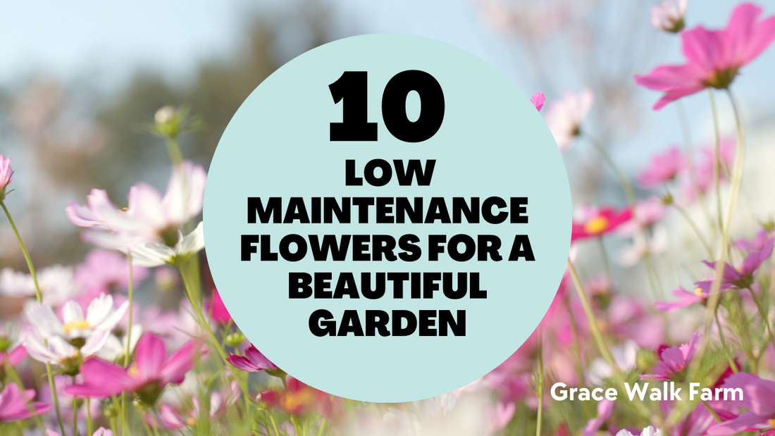 10 Low-Maintenance Flowers for a Beautiful Garden: Perfect for Busy Gardeners