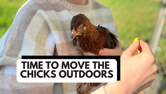 How to Move Chicks Outdoors