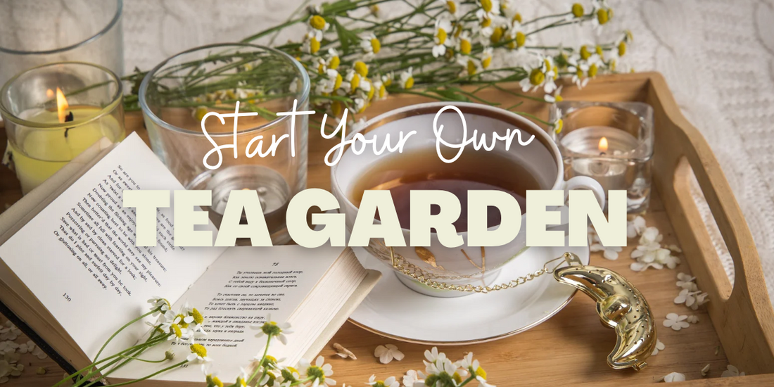 How to Create a Tea Garden: A Beginner's Guide to Growing Herbs for Tea