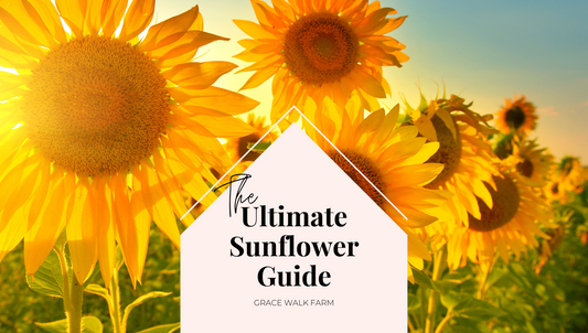 Growing Sunflowers - The Ultimate Sunflower Guide