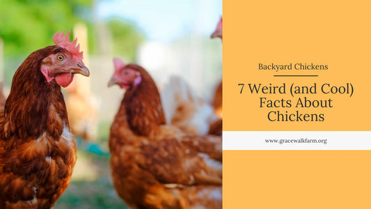 7 Weird and Cool Facts About Chickens