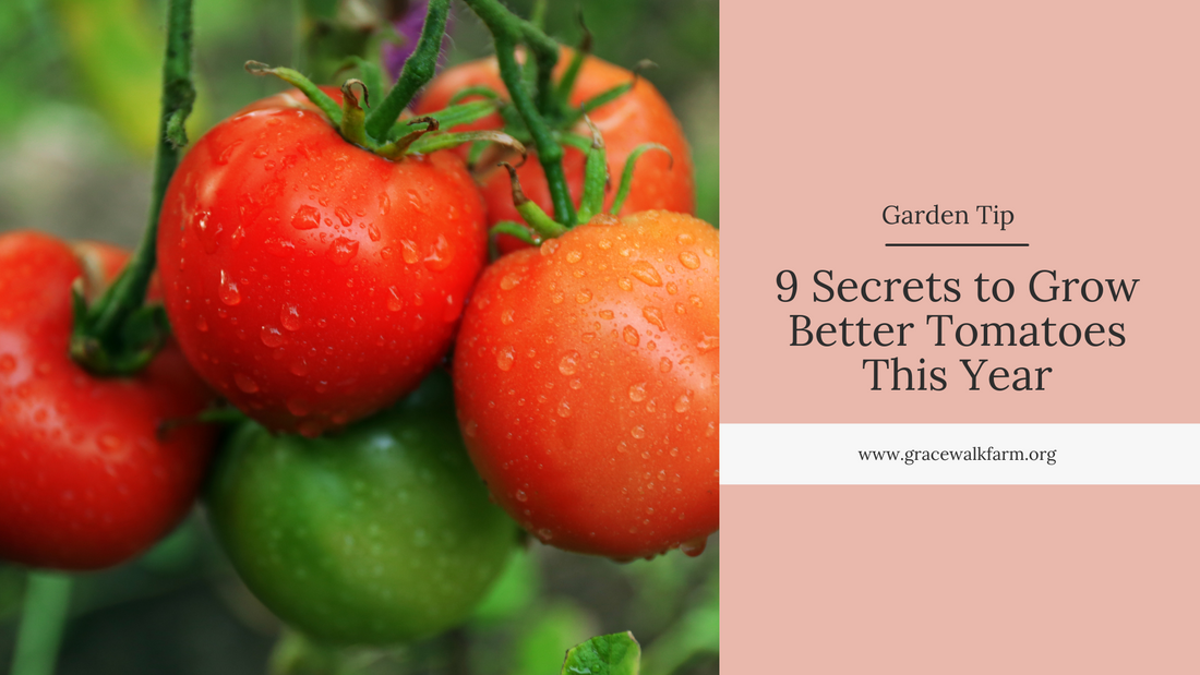 9 Secrets to Grow Better Tomatoes This Year