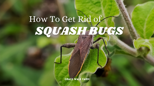 How to Get Rid of Squash Bugs