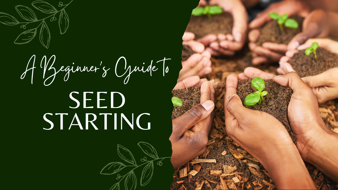 Starting Seeds for Beginners