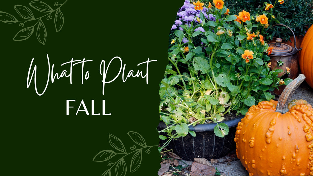 What to Plant in the Fall