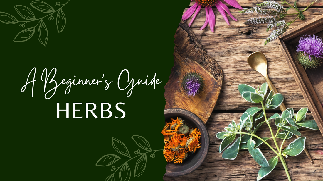 Beginner's Guide to Using Medicinal Herbs at Home