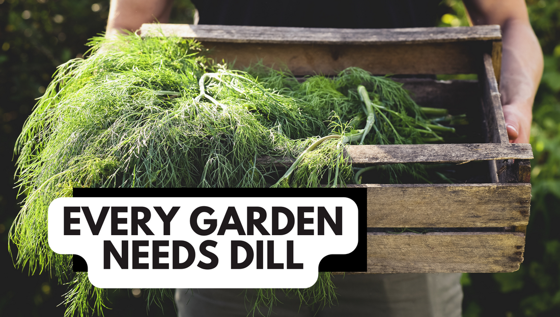 growing dill