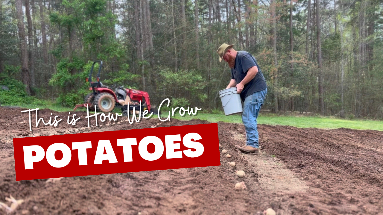 Load video: How to grow potatoes