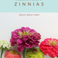 A Gardener’s Guide to Zinnias