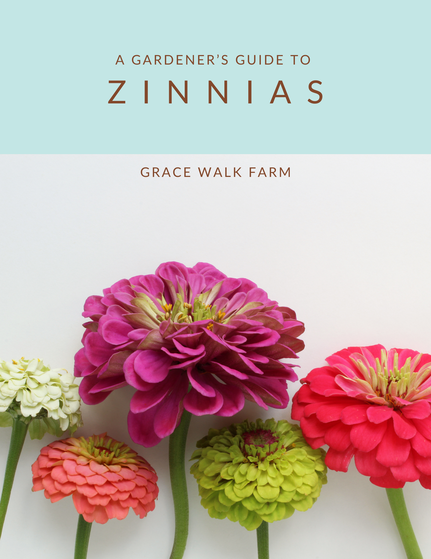 A Gardener’s Guide to Zinnias