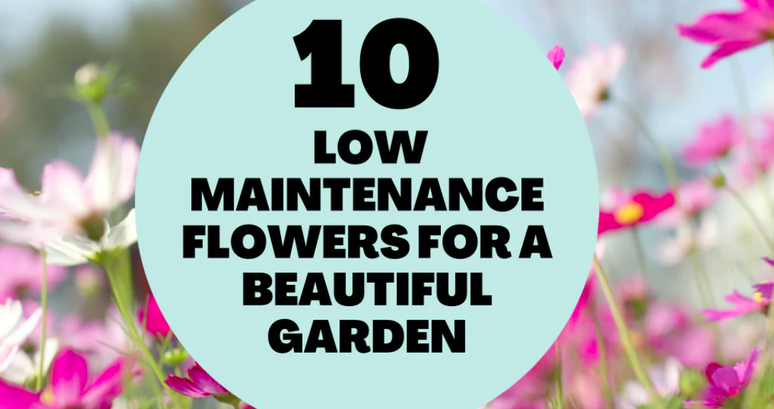 10 of the Best Low-Maintenance Flowers for a Beautiful Garden