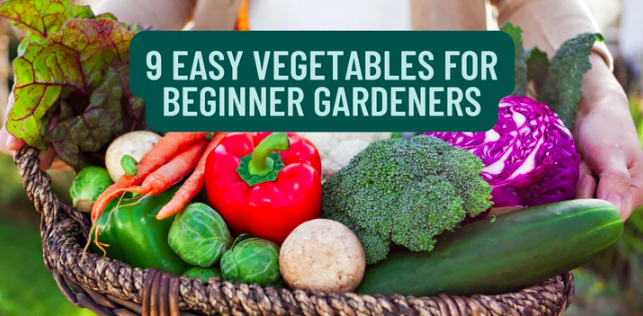 9 Easy Vegetables for Beginner Gardeners