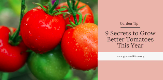 9 Secrets to Grow Better Tomatoes This Year