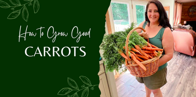 How to Grow Carrots