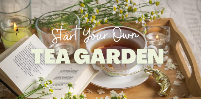 How to Create a Tea Garden: A Beginner’s Guide to Growing Herbs for Tea