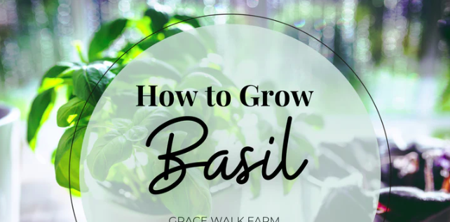 How to Grow Basil