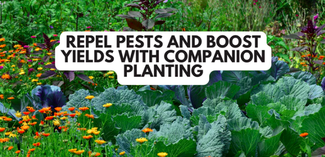 Repel Pests and Boost Yields with Companion Planting