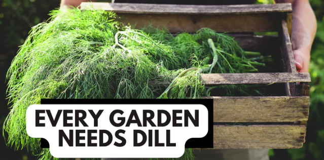 Why Every Garden Needs Dill