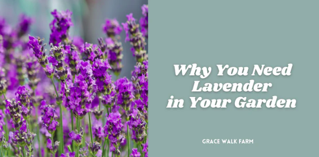 Why You Need Lavender in Your Garden