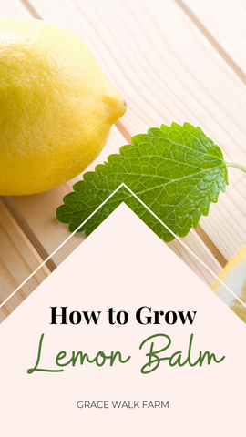 how to grow lemon balm