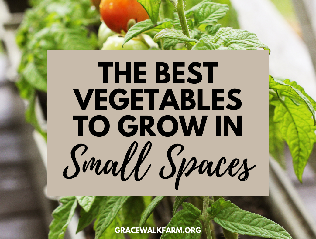 The Best Vegetables to Grow in Small Spaces