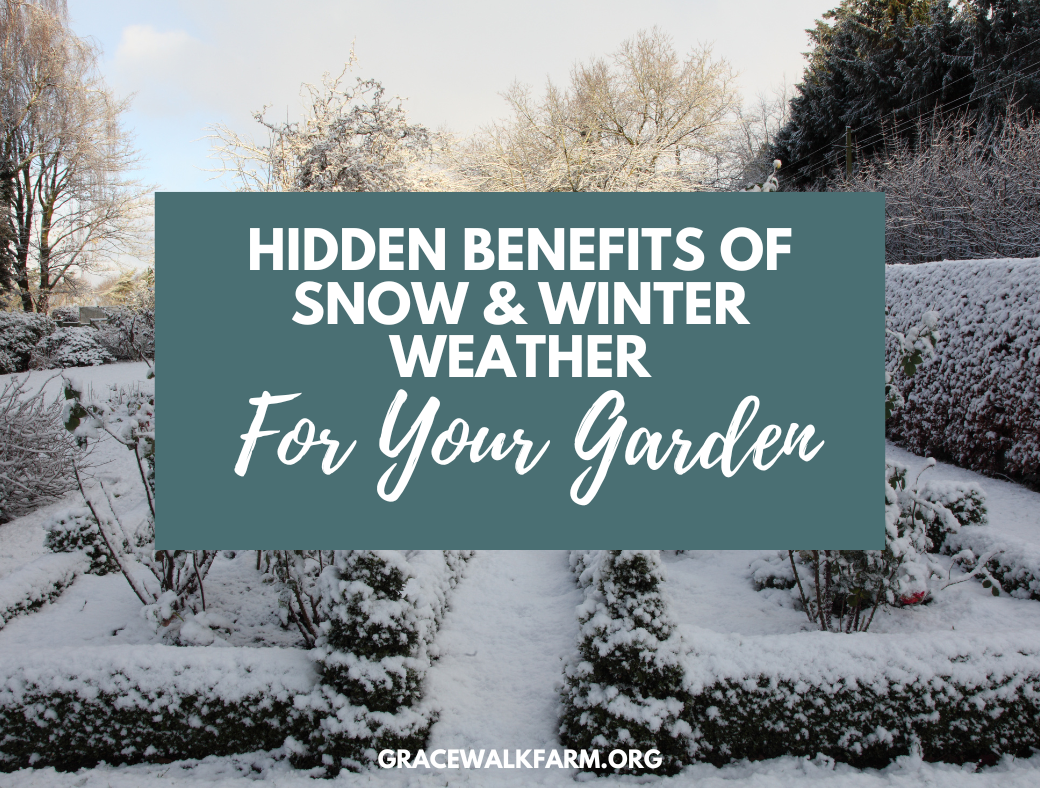 The Hidden Benefits of Snow and Winter Weather for Your Garden